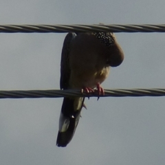 Spilopelia chinensis at Wanniassa, ACT - 26 Sep 2019