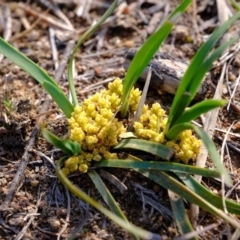 Lomandra bracteata (Small Matrush) at Dunlop, ACT - 26 Sep 2019 by Kurt