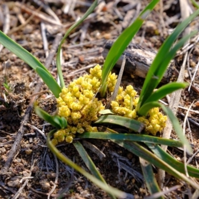 Lomandra bracteata (Small Matrush) at Dunlop, ACT - 26 Sep 2019 by Kurt