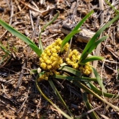 Lomandra bracteata at Molonglo River Reserve - 26 Sep 2019 08:35 AM