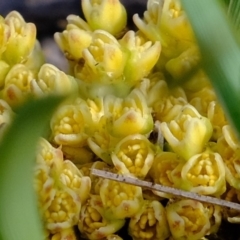 Lomandra bracteata at Molonglo River Reserve - 26 Sep 2019 08:35 AM