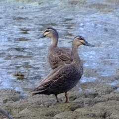 Anas superciliosa (Pacific Black Duck) at Dunlop, ACT - 25 Sep 2019 by Kurt