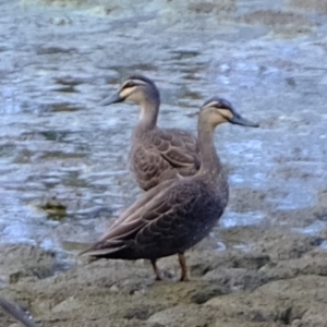 Anas superciliosa at Molonglo River Reserve - 26 Sep 2019 08:16 AM