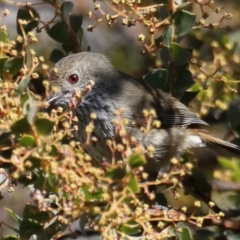 Acanthiza pusilla (Brown Thornbill) at Fyshwick, ACT - 22 Aug 2019 by jb2602