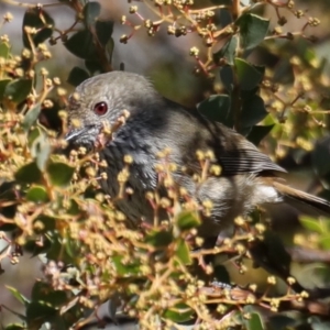 Acanthiza pusilla at Fyshwick, ACT - 22 Aug 2019 11:43 AM