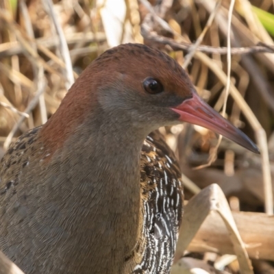 Lewinia pectoralis (Lewin's Rail) at Jerrabomberra Wetlands - 25 Sep 2019 by rawshorty