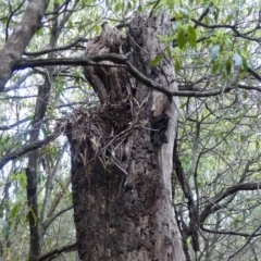 Menura novaehollandiae (Superb Lyrebird) at Black Range, NSW - 25 Sep 2019 by MatthewHiggins
