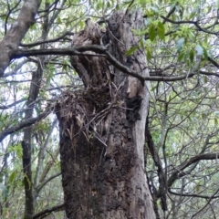 Menura novaehollandiae (Superb Lyrebird) at Black Range, NSW - 25 Sep 2019 by MatthewHiggins