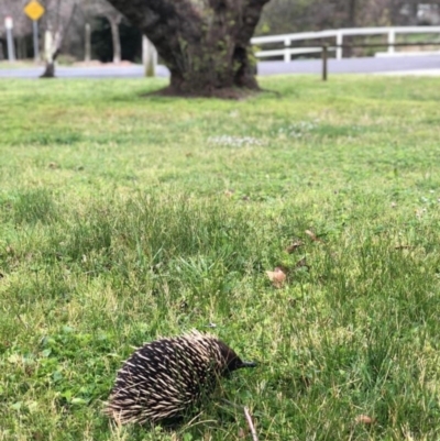 Tachyglossus aculeatus (Short-beaked Echidna) at Bowral, NSW - 26 Sep 2019 by BecM