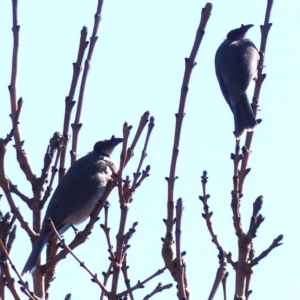 Philemon corniculatus at Bega, NSW - 26 Sep 2019 10:09 AM