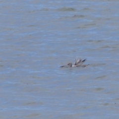 Limosa lapponica (Bar-tailed Godwit) at Merimbula, NSW - 12 Feb 2019 by MatthewHiggins