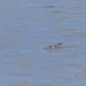 Limosa lapponica at Merimbula, NSW - 12 Feb 2019