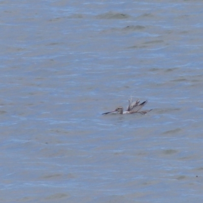 Limosa lapponica (Bar-tailed Godwit) at Merimbula, NSW - 12 Feb 2019 by MatthewHiggins