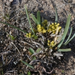 Lomandra bracteata (Small Matrush) at Theodore, ACT - 26 Sep 2019 by Owen