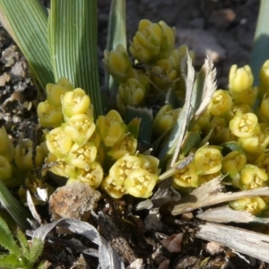 Lomandra bracteata at Theodore, ACT - 26 Sep 2019