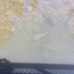 Cyprinus carpio (Common Carp) at Mittagong, NSW - 17 Dec 2018 by Watergirl