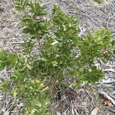 Callistemon sp. (A Bottlebrush) at Hughes Grassy Woodland - 22 Sep 2019 by ruthkerruish