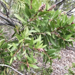 Callistemon sp. at Hughes, ACT - 22 Sep 2019 02:00 PM