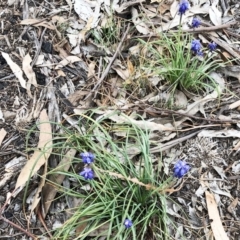 Muscari armeniacum (Grape Hyacinth) at Hughes Grassy Woodland - 21 Sep 2019 by ruthkerruish