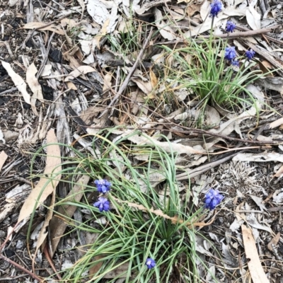 Muscari armeniacum (Grape Hyacinth) at Red Hill to Yarralumla Creek - 21 Sep 2019 by ruthkerruish