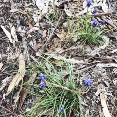 Muscari armeniacum (Grape Hyacinth) at Hughes Grassy Woodland - 21 Sep 2019 by ruthkerruish