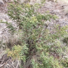 Acacia rubida at Hughes, ACT - 22 Sep 2019