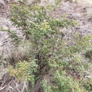 Acacia rubida at Hughes, ACT - 22 Sep 2019 02:00 PM