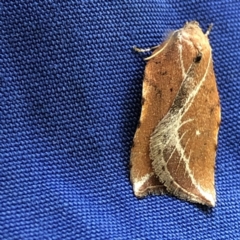 Arachnographa micrastrella (A concealer moth) at Monash, ACT - 26 Sep 2019 by jackQ