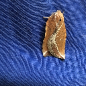 Arachnographa micrastrella at Monash, ACT - 26 Sep 2019