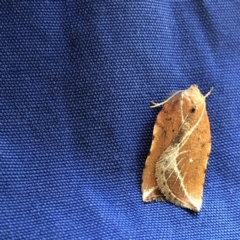 Arachnographa micrastrella at Monash, ACT - 26 Sep 2019