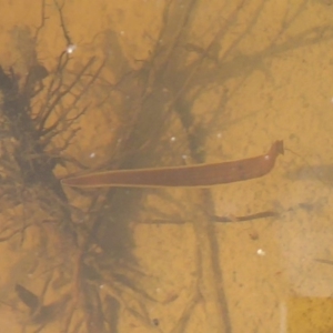 Hirudinidae sp. (family) at Fyshwick, ACT - 26 Sep 2019 02:43 PM