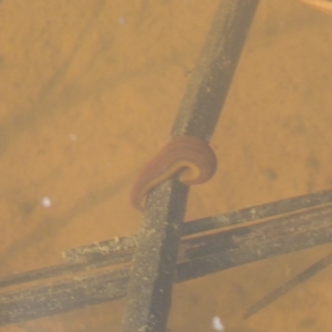 Hirudinidae sp. (family) at Fyshwick, ACT - 26 Sep 2019 02:43 PM