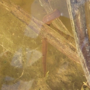 Hirudinidae sp. (family) at Fyshwick, ACT - 26 Sep 2019 02:43 PM