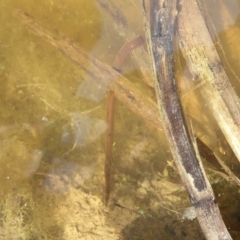 Hirudinidae sp. (family) at Fyshwick, ACT - 26 Sep 2019 02:43 PM