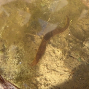 Hirudinidae sp. (family) at Fyshwick, ACT - 26 Sep 2019 02:43 PM