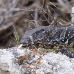 Varanus varius (Lace Monitor) at Wallagoot, NSW - 12 Feb 2019 by MatthewHiggins