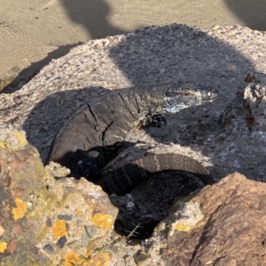 Varanus varius at Tathra, NSW - suppressed