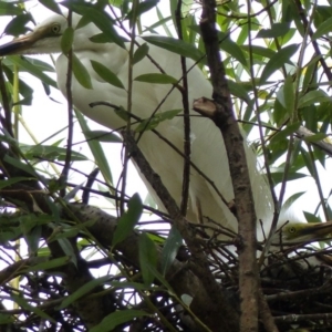 Ardea alba at Bega, NSW - 1 Feb 2019 03:01 PM