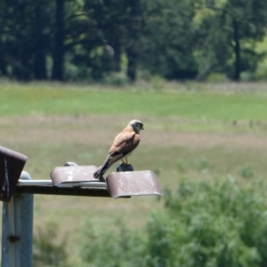 Falco cenchroides at Bega, NSW - 3 Dec 2018