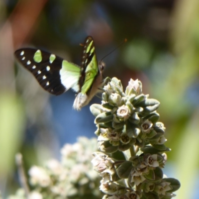 Graphium macleayanum (Macleay's Swallowtail) at Acton, ACT - 22 Sep 2019 by Christine
