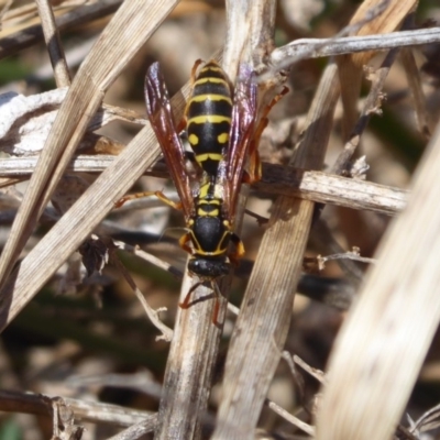 Polistes (Polistes) chinensis (Asian paper wasp) at Jerrabomberra Wetlands - 25 Sep 2019 by Christine