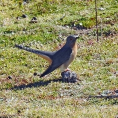 Cacomantis flabelliformis (Fan-tailed Cuckoo) at Paddys River, ACT - 25 Sep 2019 by RodDeb