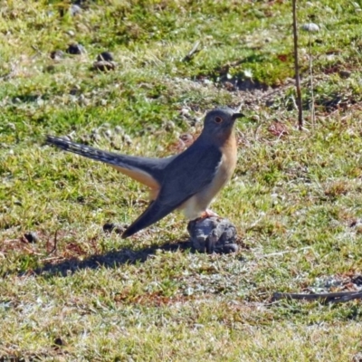 Cacomantis flabelliformis (Fan-tailed Cuckoo) at Tidbinbilla Nature Reserve - 25 Sep 2019 by RodDeb