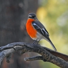 Petroica phoenicea (Flame Robin) at Tidbinbilla Nature Reserve - 25 Sep 2019 by RodDeb