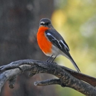 Petroica phoenicea (Flame Robin) at Tidbinbilla Nature Reserve - 25 Sep 2019 by RodDeb