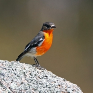 Petroica phoenicea at Paddys River, ACT - 25 Sep 2019