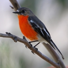 Petroica phoenicea at Paddys River, ACT - 25 Sep 2019