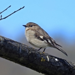 Petroica phoenicea at Paddys River, ACT - 25 Sep 2019