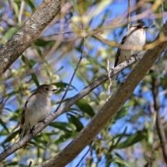 Petroica phoenicea at Paddys River, ACT - 25 Sep 2019
