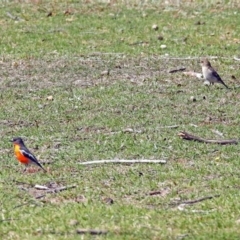 Petroica phoenicea at Paddys River, ACT - 25 Sep 2019